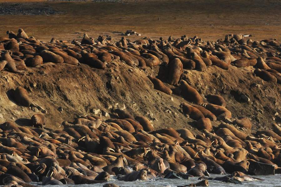 Моржовый патруль