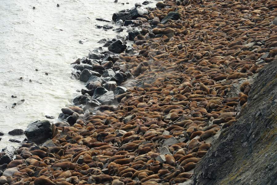 Моржовый патруль