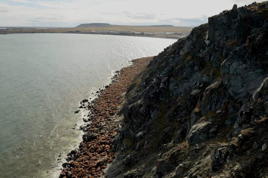 Моржовый патруль