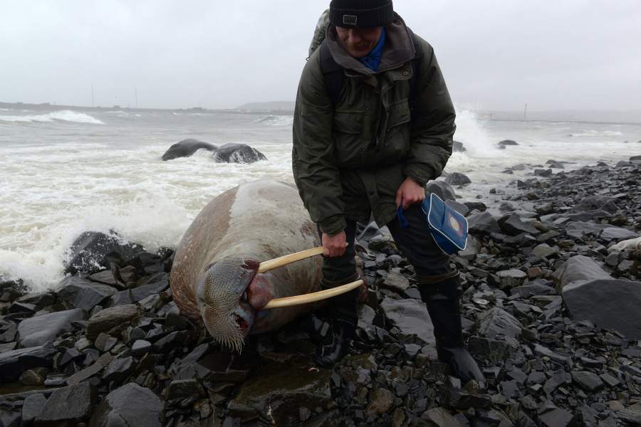 Моржовый патруль