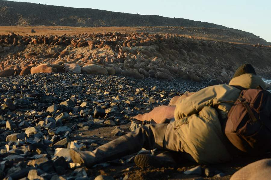 Моржовый патруль