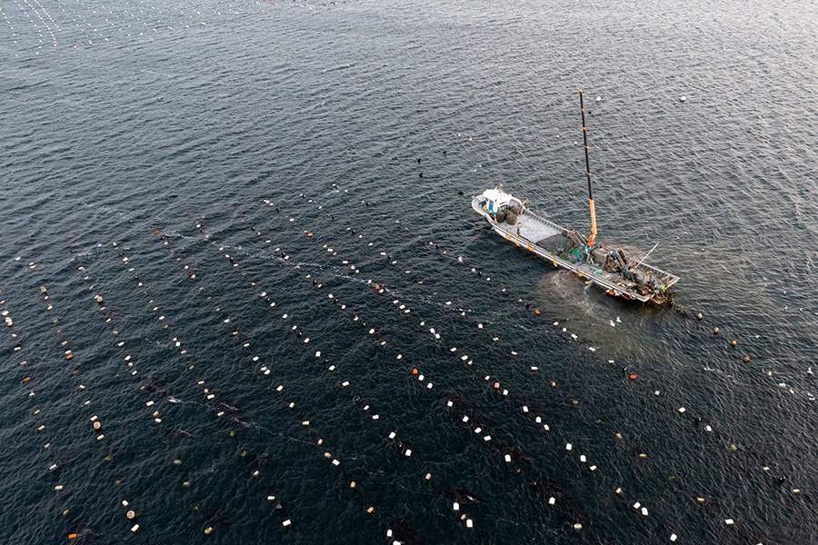 Устричная ферма в Южной Корее