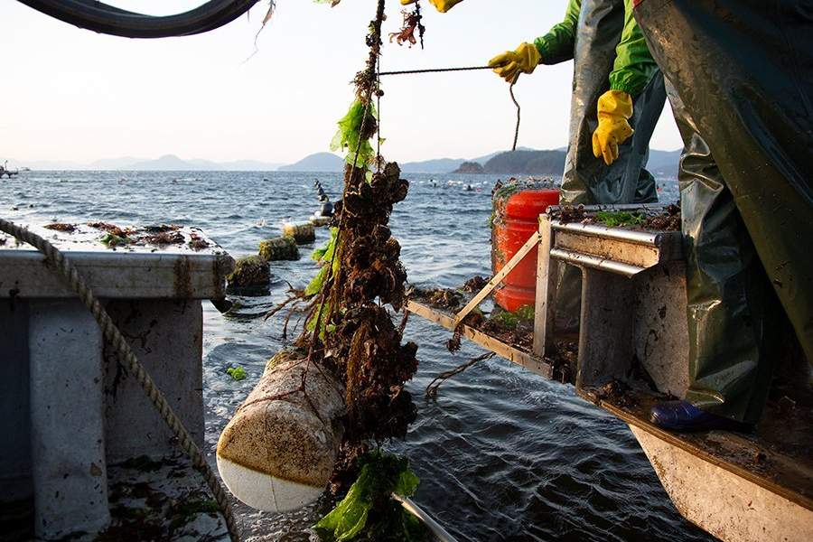 Устричная ферма в Южной Корее