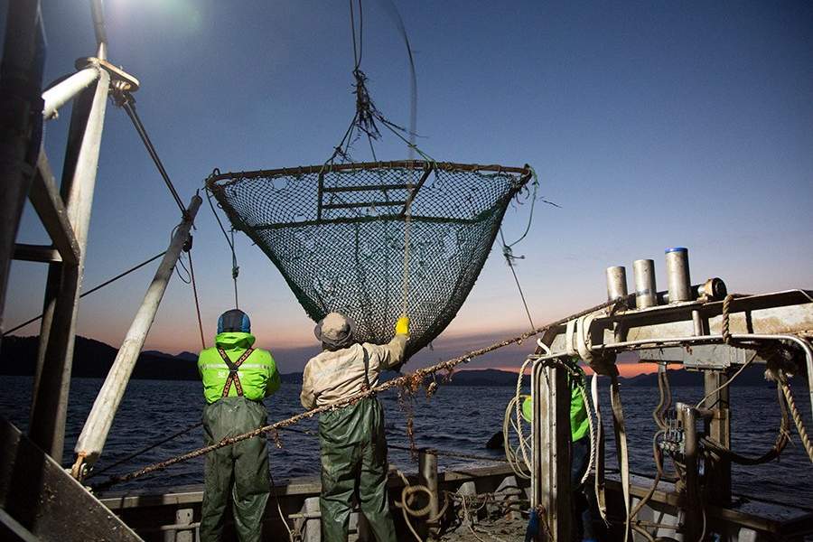 Устричная ферма в Южной Корее