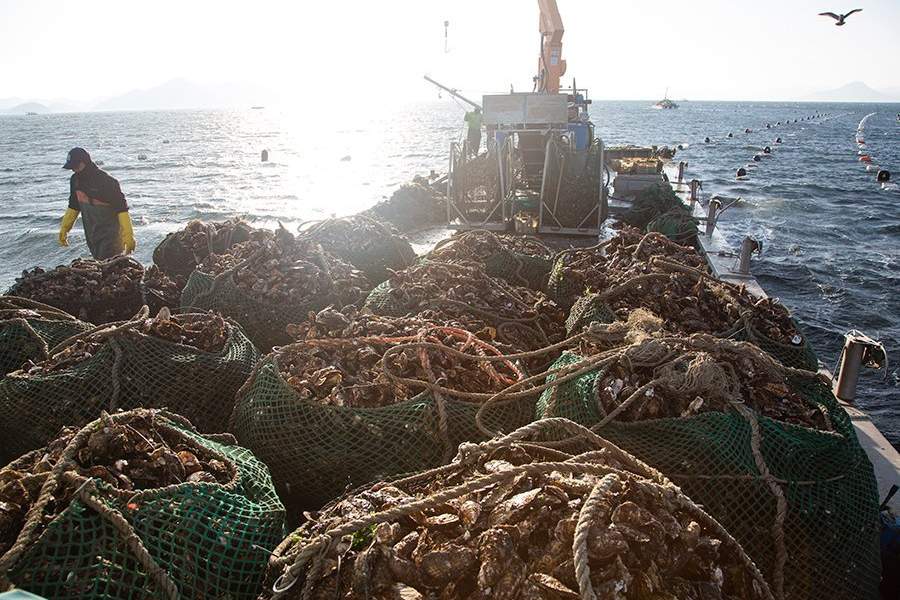Устричная ферма в Южной Корее