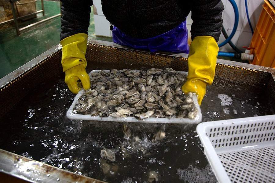 Устричная ферма в Южной Корее