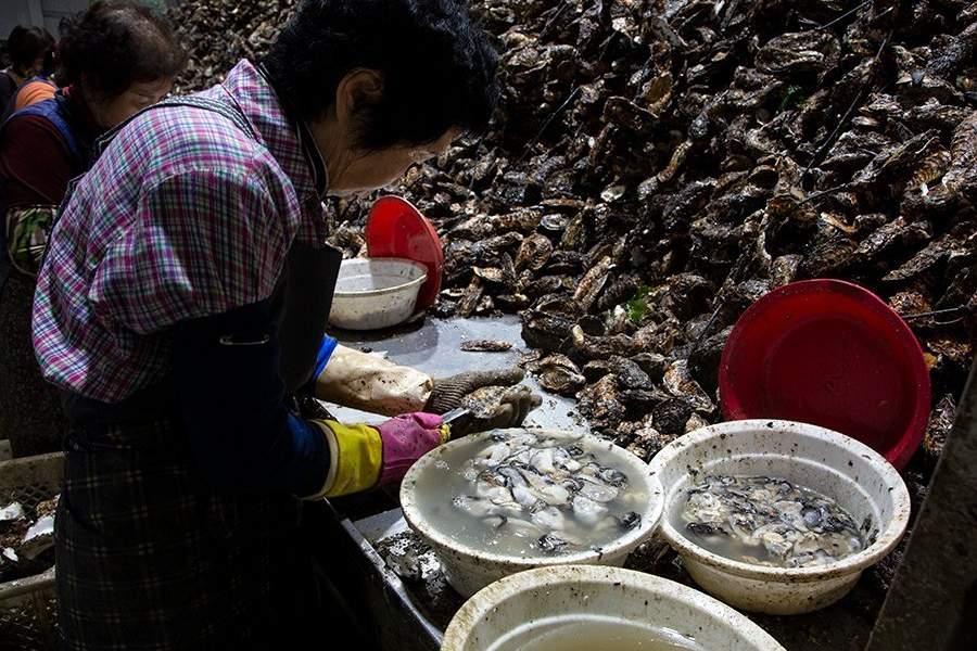 Устричная ферма в Южной Корее