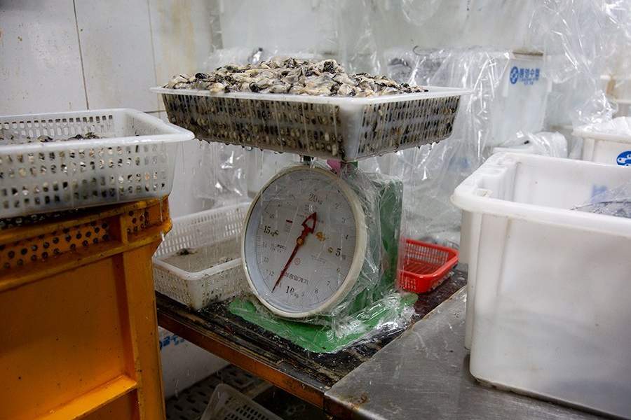 Устричная ферма в Южной Корее