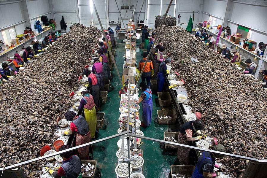 Устричная ферма в Южной Корее