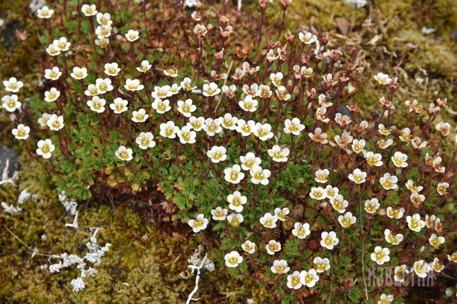 Острова Известий