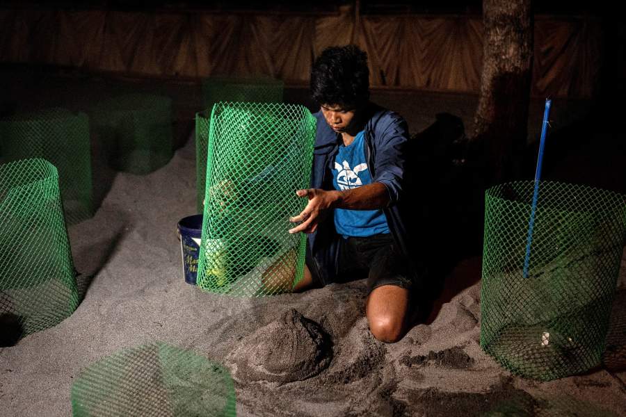 Как филиппинские браконьеры превратились в защитников морских черепах