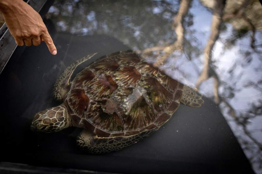 Как филиппинские браконьеры превратились в защитников морских черепах