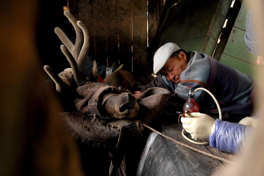 Мараловоды на Алтае