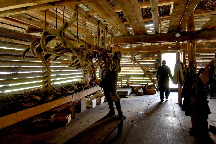 Мараловоды на Алтае