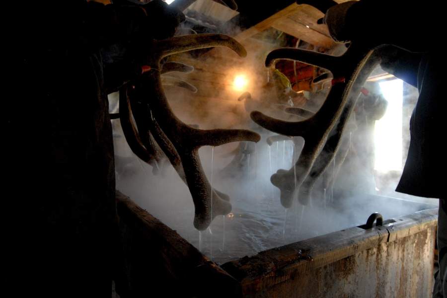 Мараловоды на Алтае