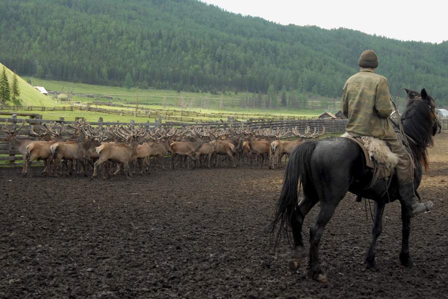 Мараловоды на Алтае