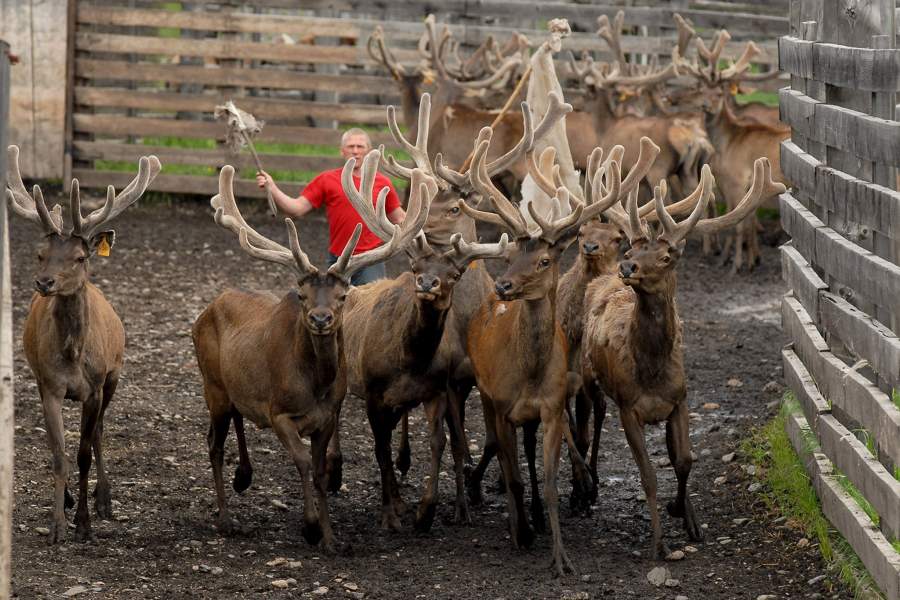 Мараловоды на Алтае