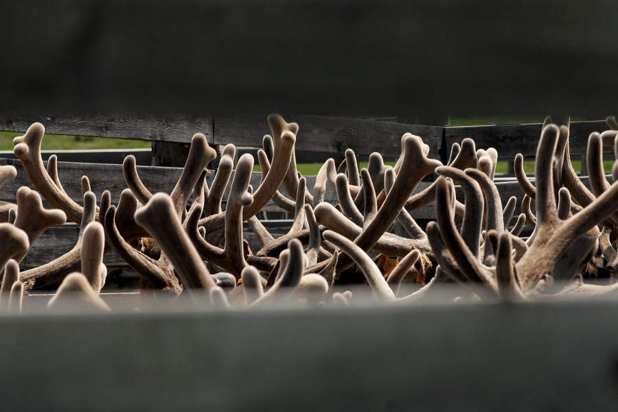 Мараловоды на Алтае