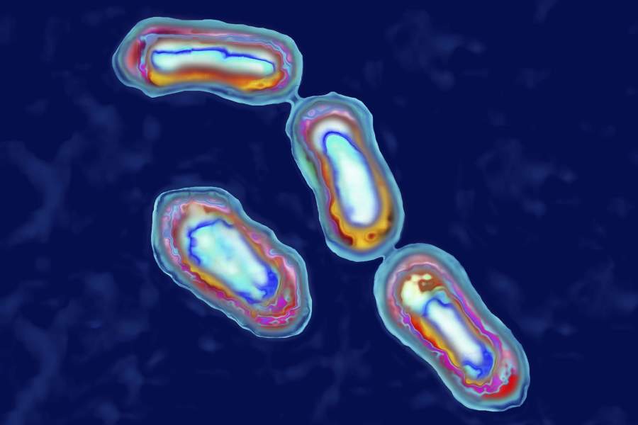 Бактерия Yersinia pestis, вызывающая бубонную чуму