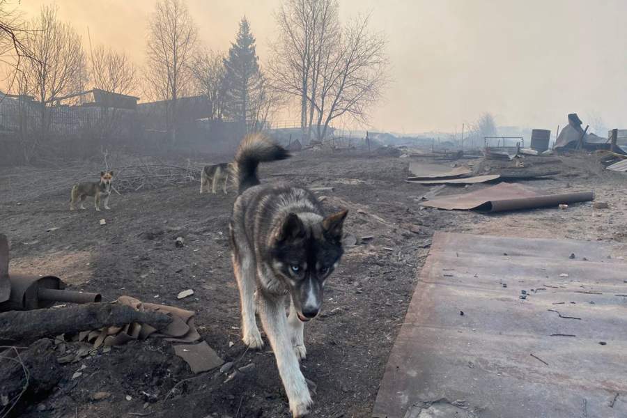 Последствия пожара в поселке Сосьва