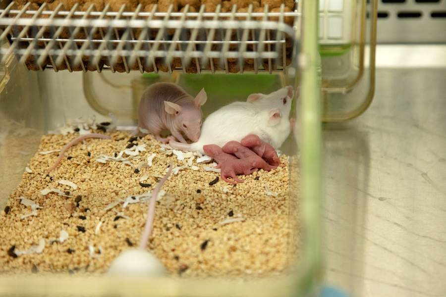 Виварий НМИЦ онкологии Минздрава РФ, Ростов-на-Дону