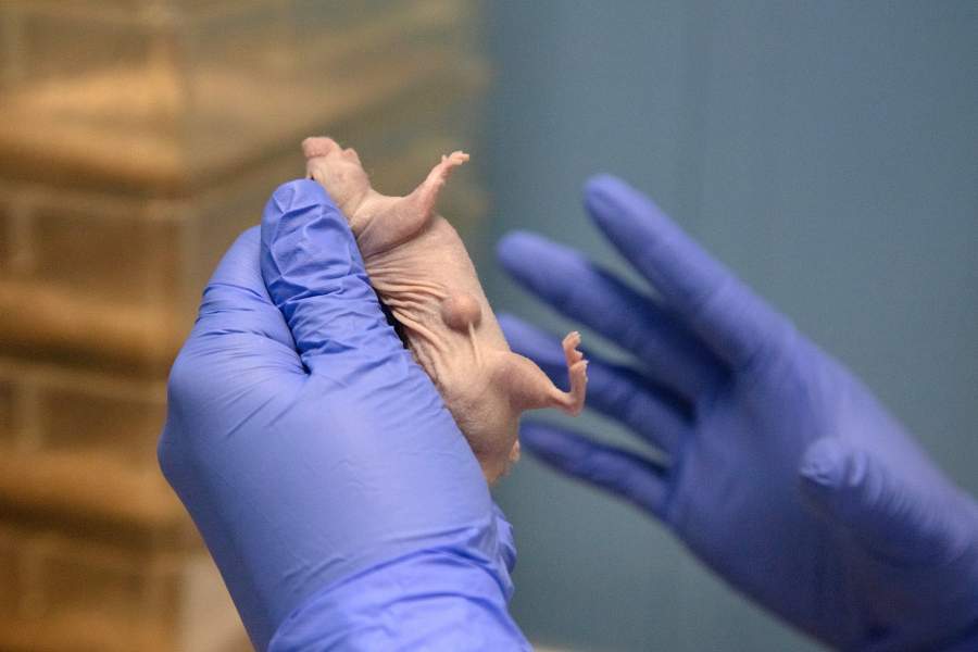 Виварий НМИЦ онкологии Минздрава РФ, Ростов-на-Дону