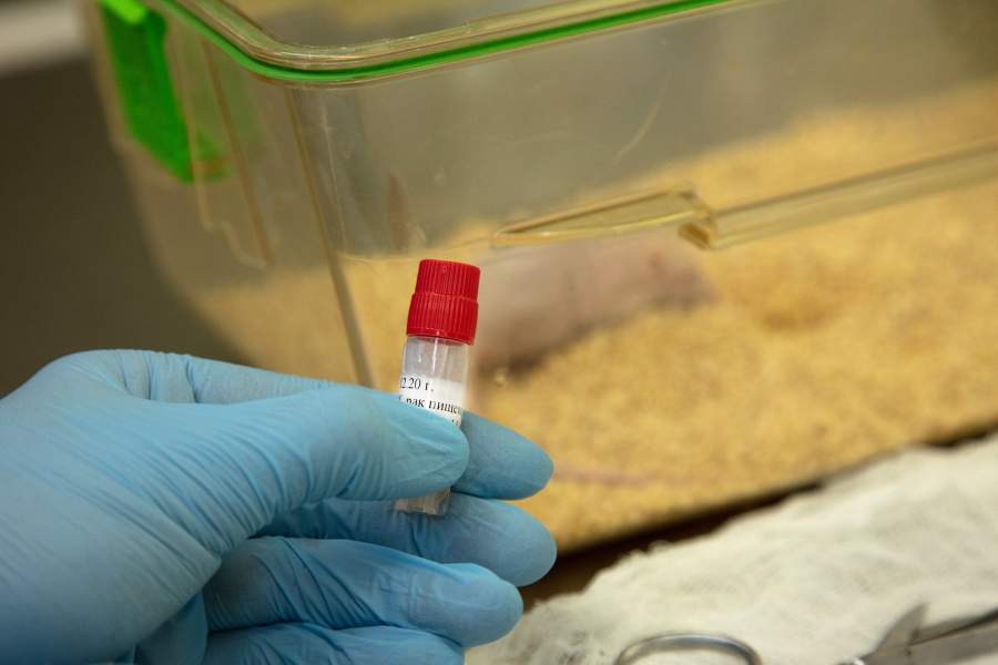 Виварий НМИЦ онкологии Минздрава РФ, Ростов-на-Дону