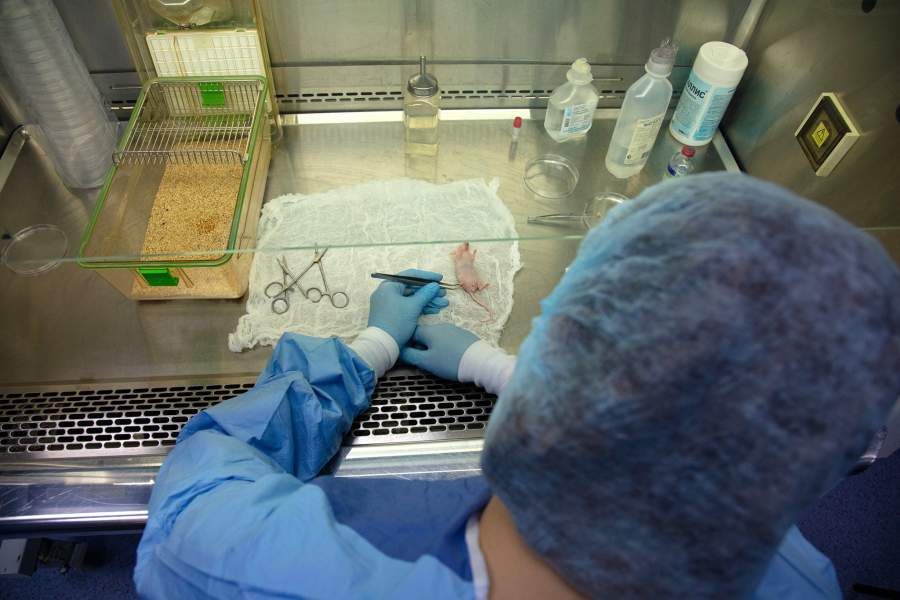 Виварий НМИЦ онкологии Минздрава РФ, Ростов-на-Дону