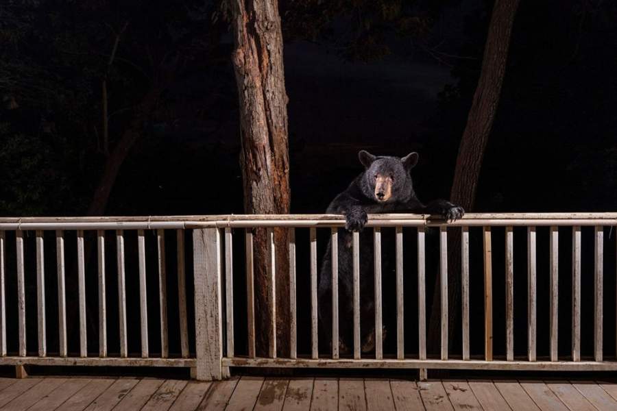 Победители и финалисты фотоконкурса The Big Picture 2023