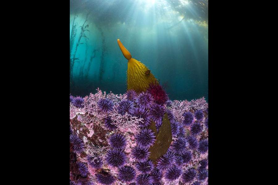 Победители и финалисты фотоконкурса The Big Picture 2023