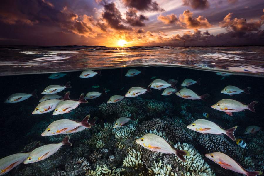 Победители и финалисты фотоконкурса The Big Picture 2023