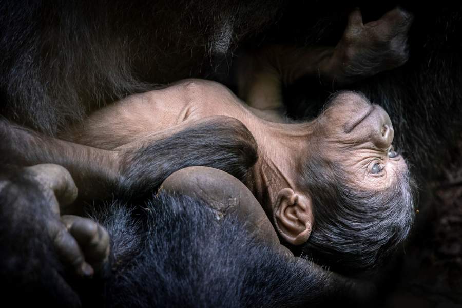 Победители и финалисты фотоконкурса The Big Picture 2023