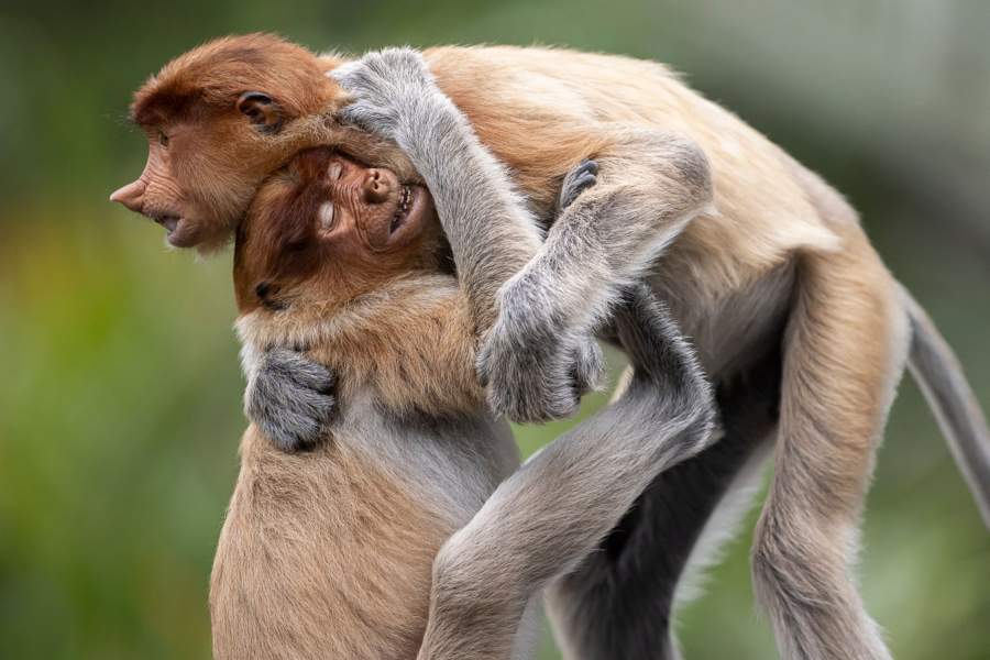 Победители и финалисты фотоконкурса The Big Picture 2023