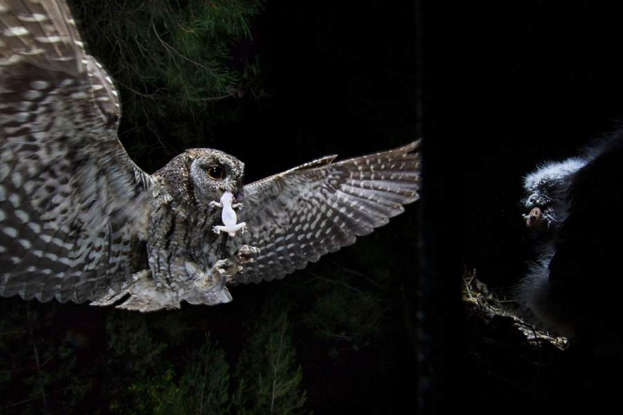 Победители и финалисты фотоконкурса The Big Picture 2023