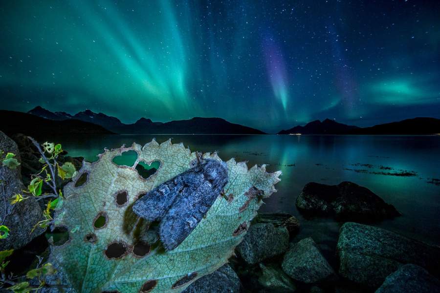 Победители и финалисты фотоконкурса The Big Picture 2023