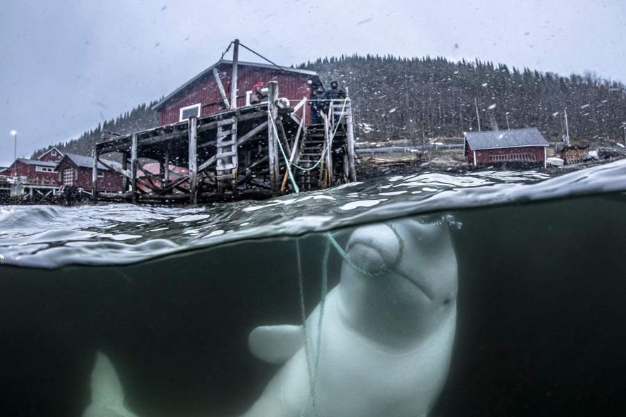 Победители и финалисты фотоконкурса The Big Picture 2023