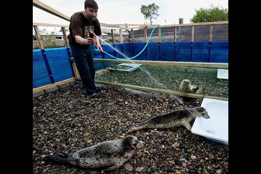 Как работает Центр реабилитации морских млекопитающих «Тюлень»