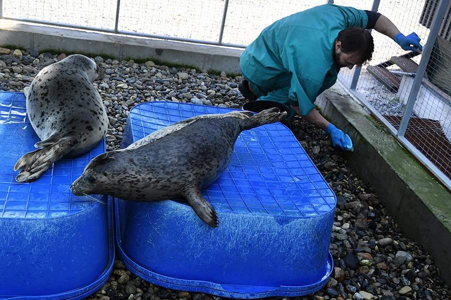 Как работает Центр реабилитации морских млекопитающих «Тюлень»
