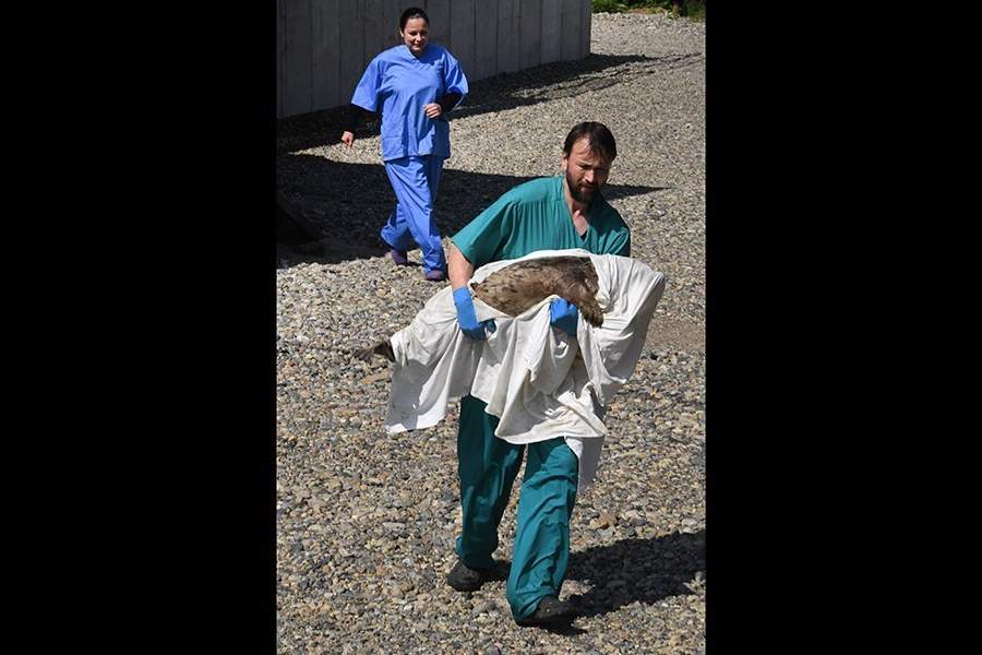 Как работает Центр реабилитации морских млекопитающих «Тюлень»