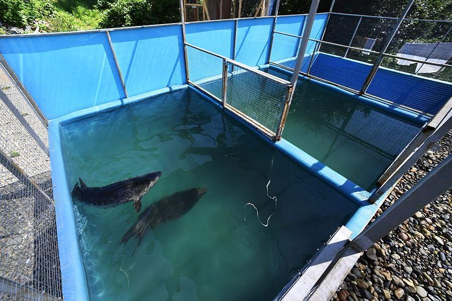 Как работает Центр реабилитации морских млекопитающих «Тюлень»