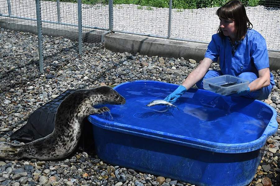 Как работает Центр реабилитации морских млекопитающих «Тюлень»