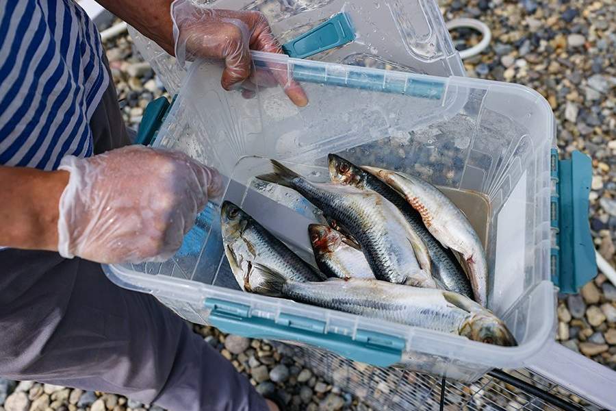 Как работает Центр реабилитации морских млекопитающих «Тюлень»