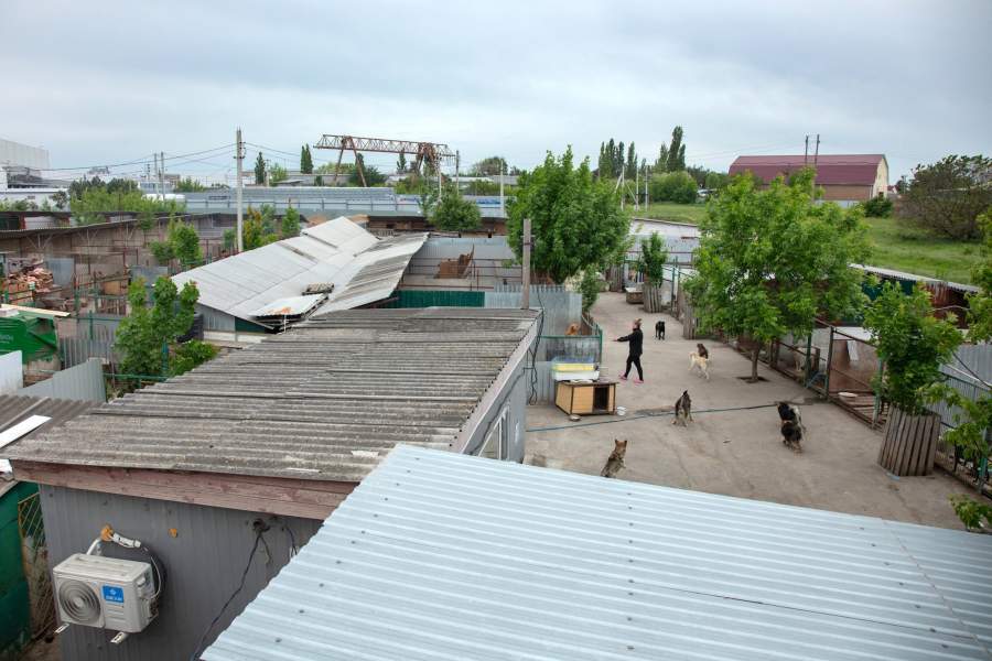 Приют для животных «Феникс»