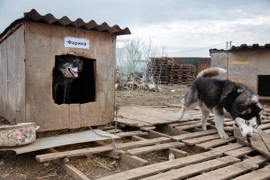 Приют для животных «Феникс»
