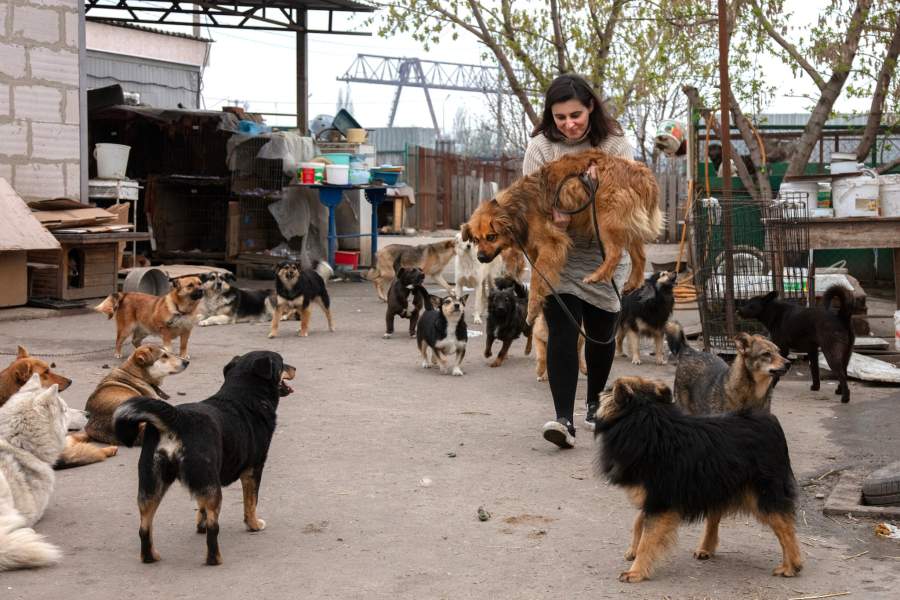 Приют для животных «Феникс»