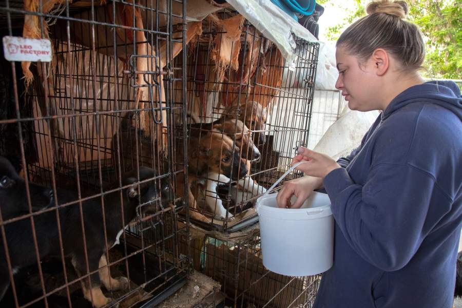 Приют для животных «Феникс»