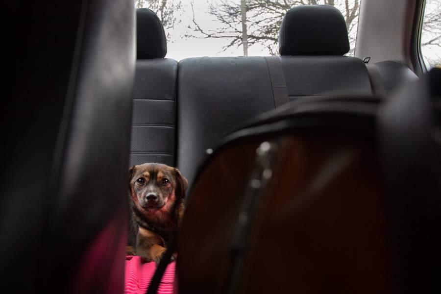 Приют для животных «Феникс»