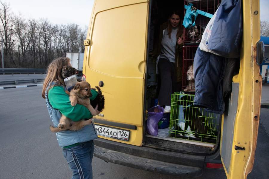 Приют для животных «Феникс»