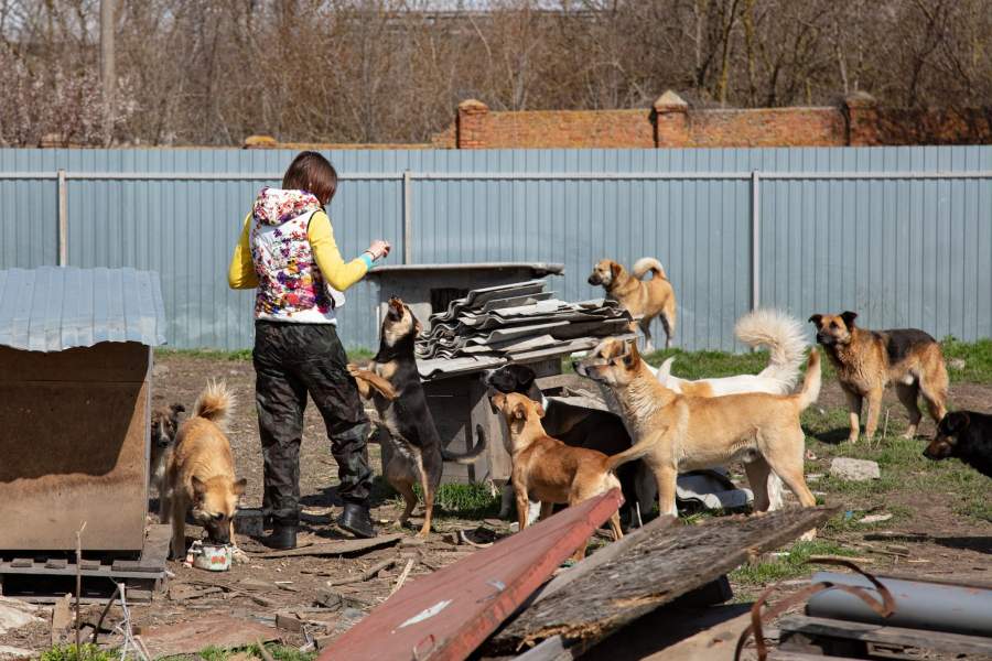 Приют для животных «Феникс»
