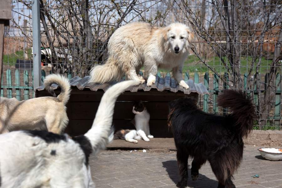 Приют для животных «Феникс»